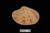 藏品(文文橫簾蛤)的圖片